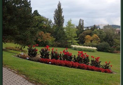 Botanická zahrada Mendelovy univerzity v Brně pořádá výstavu kosatců